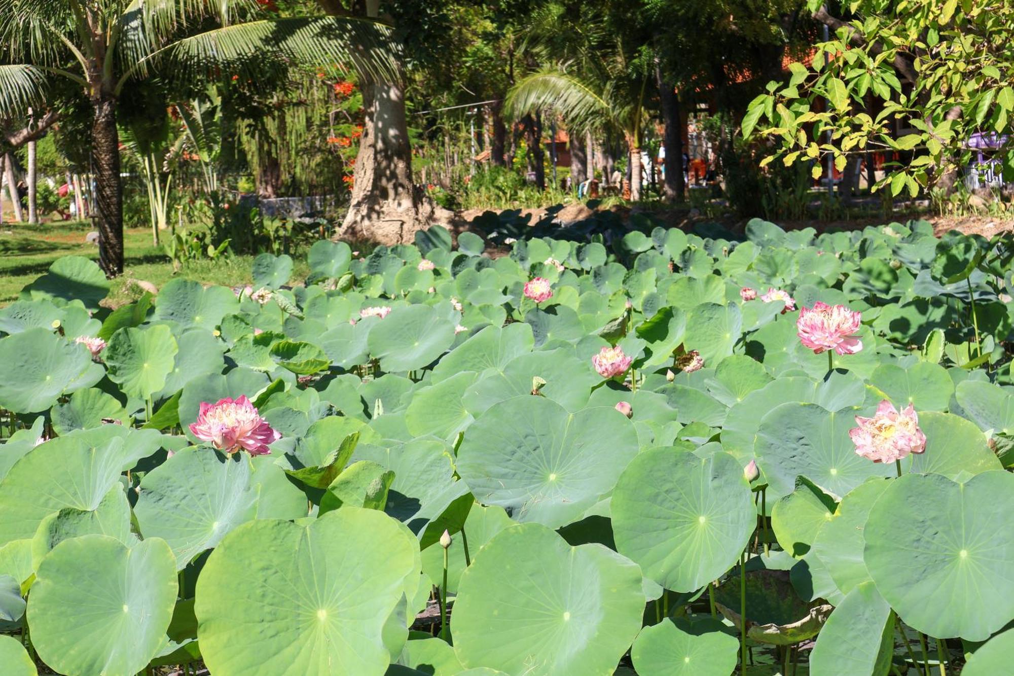 Ttc Resort Ninh Thuan - Unlimited Access To Water Park Phan Rang Buitenkant foto